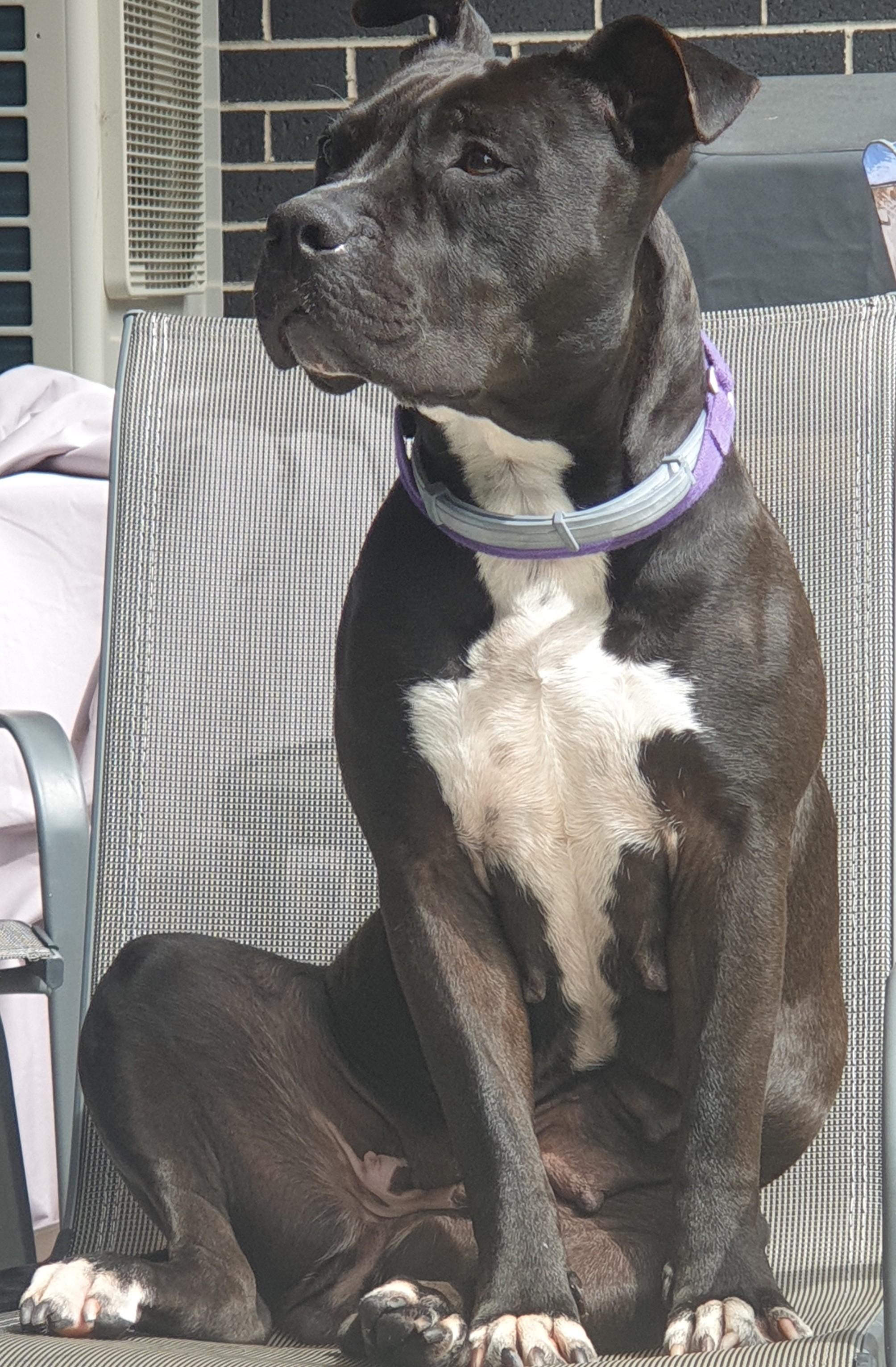 Customer pet photo example
